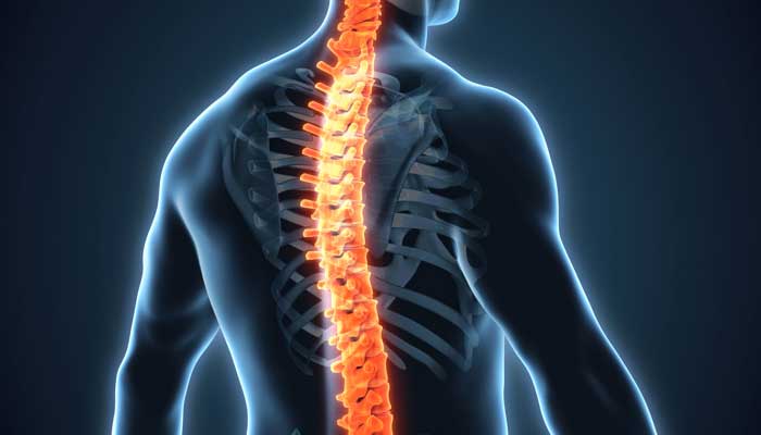 Outline of a muscular man from the back, with the spine highlighted in red.